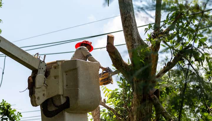 Tree care and maintenance services in Louisville