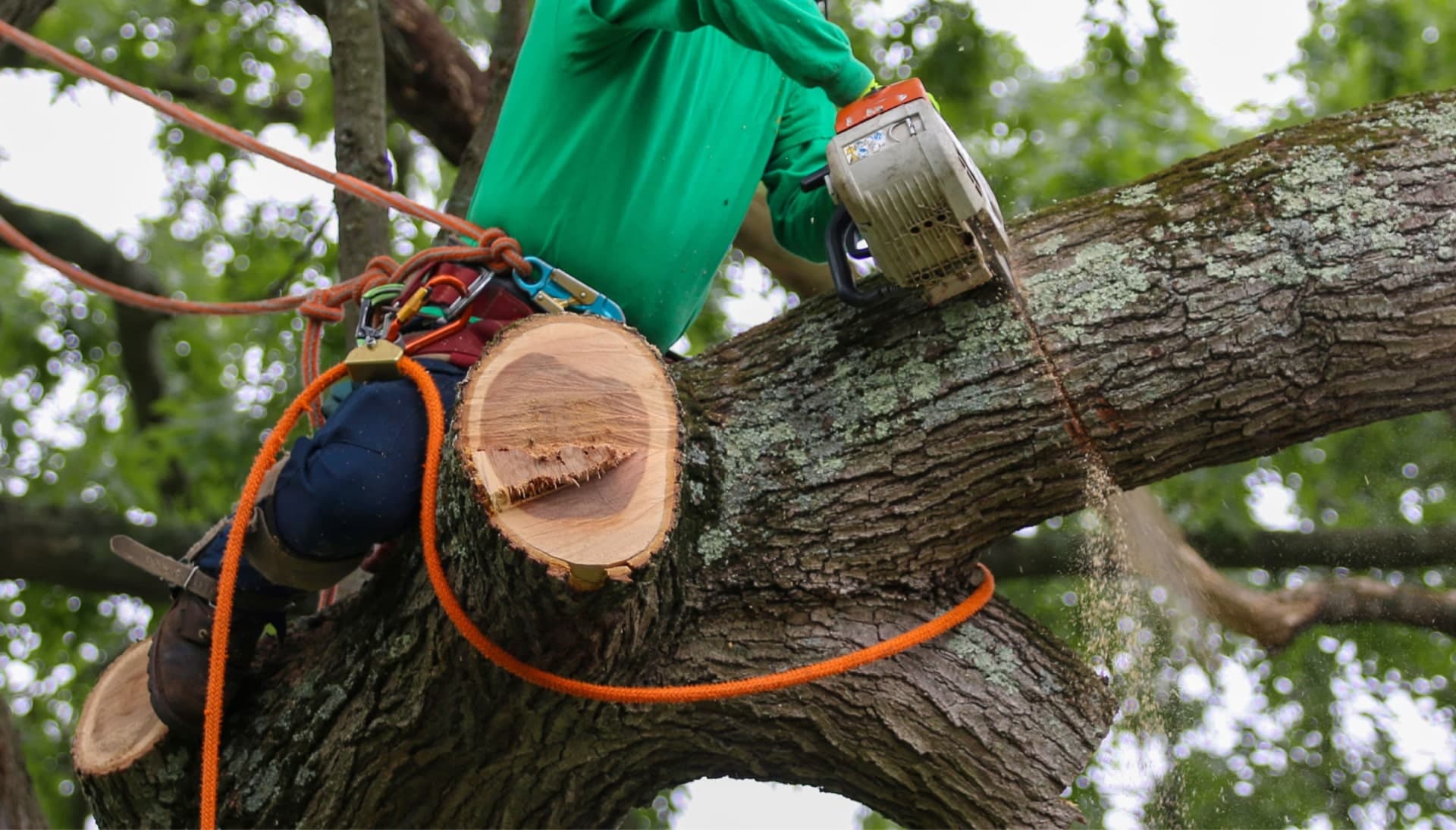 Shed your worries away with best tree removal in Louisville
