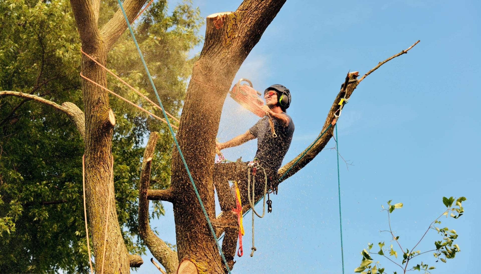 Get rid of tree problems with the expert tree removal contractors in Louisville
