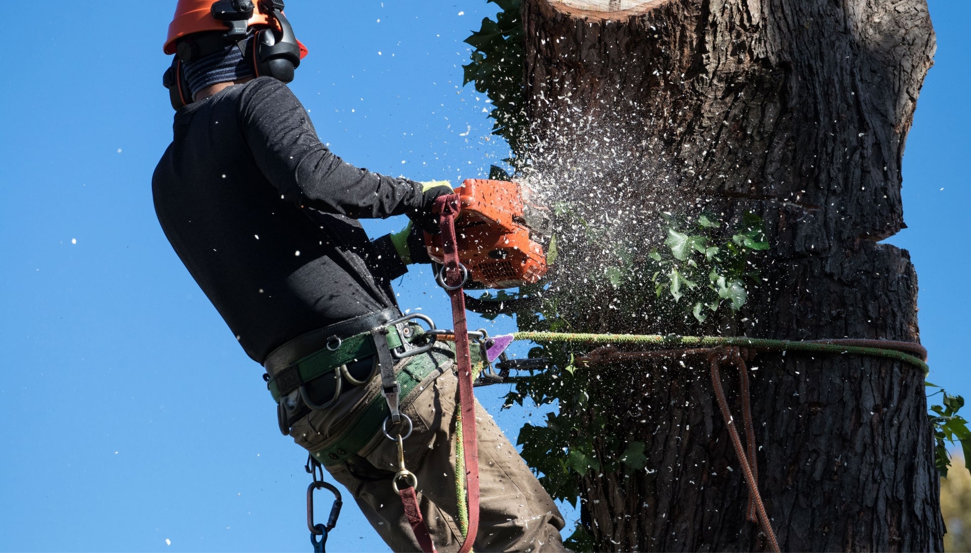 Professional Tree removal solutions in Louisville
