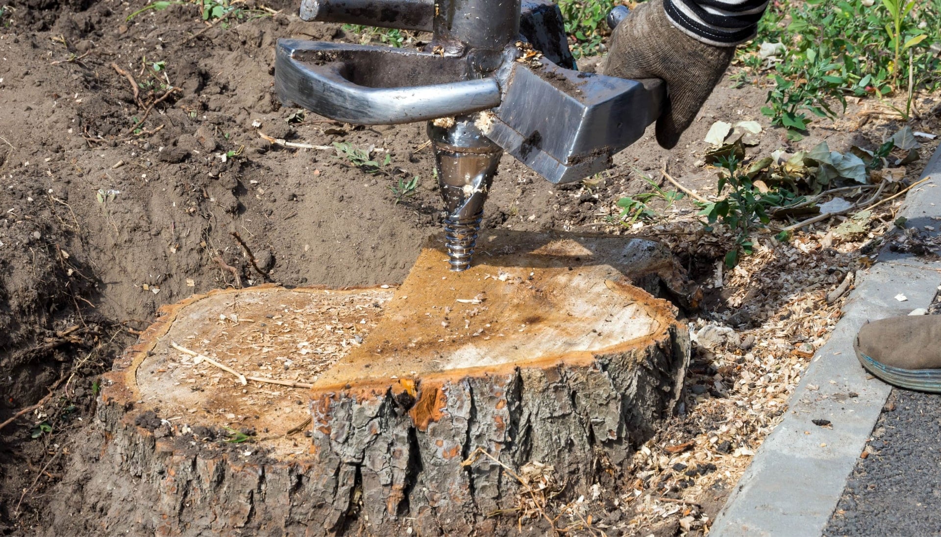 Louisville Tree stump removal